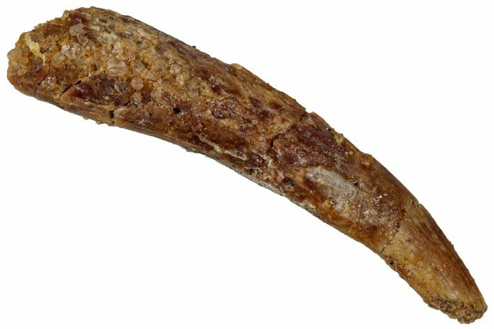 Bargain, Fossil Pterosaur (Siroccopteryx) Tooth - Morocco #299777